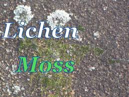 lichen & moss